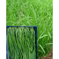 국내산 나주 산지직송 신선부추(정구지) 1kg~8kg 알뜰농장, 8kg, 1개