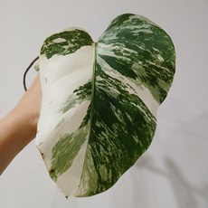몬스테라 알보 보르시지아나, 1개