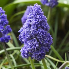 겹무스카리 판타지크리에이션 구근 10개셋트 노지월동, 10개