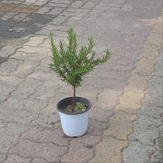 로즈마리 외목대 허브 중품 건돌이, 1개, 기본