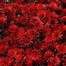 정원 벽걸이 조화 레드 플라워 인조 잔디 벽장식 강템, 1개