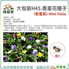 綠藝家 香堇花種子 大包裝H45
