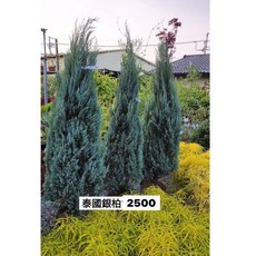 霏霏園藝泰國銀柏聖誕樹 優美樹形 節慶裝飾 居家綠植 空氣淨化