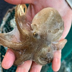 바당수산 국내산 당일조업 서해안 알쭈꾸미, 1개, 서해안 활 쭈꾸미 1kg(15미내외)