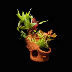 미미네아쿠아 나무산란상 모듬수초(2종류) - (포트수초 쉬운수초), 1개