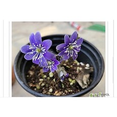 토종노루귀.청보라, 1개