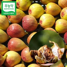 건담농수산 함평 무농약 무화과 말랭이 100g 국산, 1개