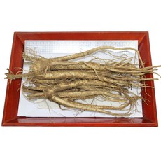 청정 영주소백산 약도라지_흙 1kg 2kg 5kg 산지직송, 2kg(흙약도라지_상품), 1개