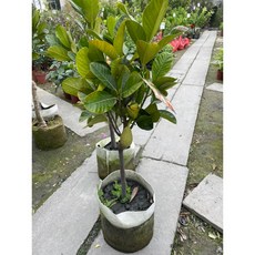 霏霏園藝 成樹波羅蜜 有長果種 精選植栽, 1個