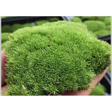 苔鑽 莫絲片裝 陸生水草 微景觀生態造景, 莫斯,15cm*15cm, 1個