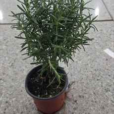 로즈마리 외목대 소품 허브 에이피팩토리, 1개
