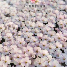 실내음지식물 공기청정식물 고사리식물 집에서 키우기 쉬운 소형식물 다년생 식물 예쁜 정원용 가을꽃모종 허브식물 히아신스구근, 125 일일 꽃병 2개 흙이 없는 맨 뿌리, 2개