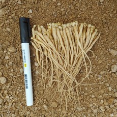 작은 1년근 100뿌리 내외 50그램 종삼 심는용도 산양삼 장뇌삼 인삼모종 틔움, 50g, 1개