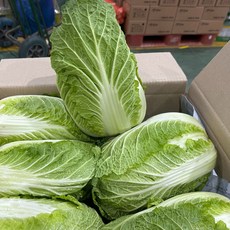 쌈배추 상 알배기 알배추 겉절이 김치, 1박스, 8kg