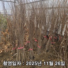 충주원예조경 / 좀작살나무 / 1m, 좀작살1m, 1개