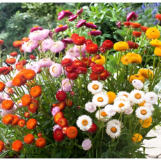 두달 이상 오래가는 꽃 30가지 선택구매, 1개, 13. 종이꽃 미니종 혼합색