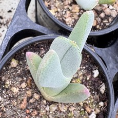 [올식스] 비조 1호 다육식물 플랜테리어 홈가드닝 공기정화식물, 1개, 단일