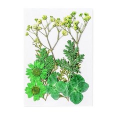 被說愛 乾燥花材料包, 4.綠色