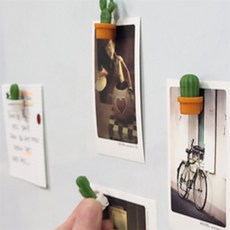 하박 선인장 자석 6P 칠판자석, 화이트