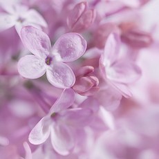 [CPL 영국] 프래그런스 오일 라일락 블라썸 LILAC BLOSSOM 20ml50ml100ml, 50ml, 1개