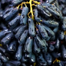 수입산 블랙 사파이어 포도, 1박스, 500g