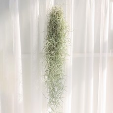 갑조네 수염틸란드시아 행잉 공중식물 에어플랜트, 수염틸란드시아(행잉), 1개