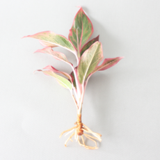 수경 재배 식물 아글라오네마 오로라 1p 실내 공기정화식물 플랜테리어, 식물단품, 1개