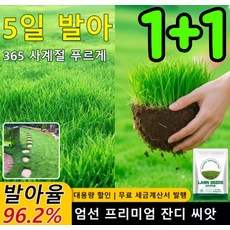 1+1【5일 발아·빠른 성형】사계절 잔디 씨앗 사계절 상록 잔디 씨앗, 4개, 100g