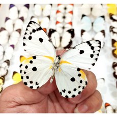 蟲新發現 蝴蝶標本A1 Pieris calypso 未展翅乾貨 DIY昆蟲標本材料, 1個