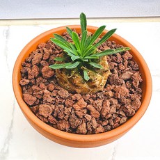 아미산 농장직송 산아래 다육이 생명력최고 키우기쉬운 공기정화 전자파차단 하월시아 다육 식물 선인장, 1개, 럭셔리