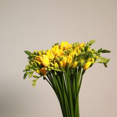 에스와이플로라 후리지아 50대 50줄기 프리지아 옐로우 생화 한단 옵션1, 1개