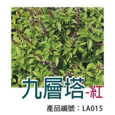 醬米資材 包裝種子 九層塔-紅 (易種植、高發芽率、家庭園藝), 九層塔
