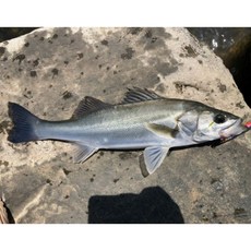 완도 자연산 농어 생물 2kg 제철 찰진 농어회택배 손질 필렛, 농어2kg 3--4인 (1-2마리), 1개