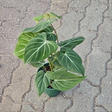 필로덴드론 글로리오섬 공기정화 에이피플랜츠, 1개, 기본