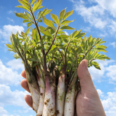 [남해산지] 유명산지 직송 남해 땅두릅, 1개, 500g