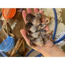 국내산 손질 새조개 200g, 1개