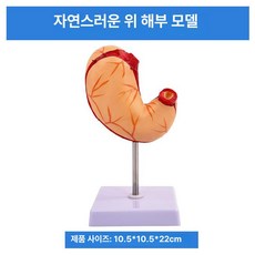 1.5배 위장 모형 소화기관 해부학 교육용 교육 내과 장기 위 모델 병리학, 1 1 자연 위 해부, 1개, 기본 색상