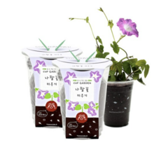 틔움세상 컵가든 나팔꽃 키우기, 2개입
