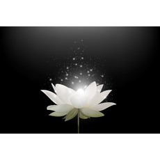 코나 주방아트보드 아트글라스 아트월 주방 셀프 벽면 인테리어 꾸미기 연꽃, 1개