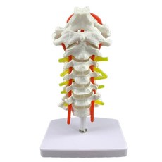인체 모형 골격 A. 경동맥 후두골 추간판 및 신경 교육 모형을 갖춘 경추 요추 골격 모형, A. 경동맥 후두골 추간판 및 신경 교육 모형