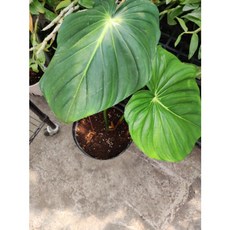 熊貓購物 大麥克蔓綠絨 貓咪室內盆栽 黑貓宅配 寵物綠植 安全無毒, 需私訊小編匯款黑貓宅配 請勿直接結帳, 1個