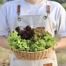 [농산물마루] 국내산 유러피안 샐러드 유럽샐러드 유럽상추채소 1kg 랜덤 3~4종 친환경 모듬채소 쌈채소 로메인 크리스탈 버터헤드 산지직송, 1박스
