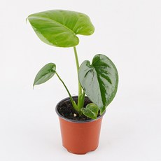 갑조네 몬스테라(소품) 실내 인테리어 공기정화식물, 몬스테라, 1개