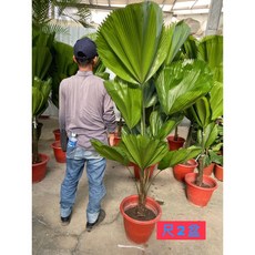 霏霏園藝圓扇170-180公分 已換漂亮花盤 宅配到府, 1個