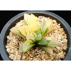 하월시아 수금 동일품-260508 아프리카식물 멸종위기 희귀선인장 코덱스