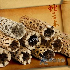 AC草影 蛇王木 仙人掌木, 1個