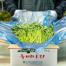 국산 돌미나리 산지직송, 1박스, 3kg