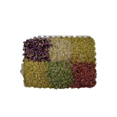 모듬새싹 (500g), 1개