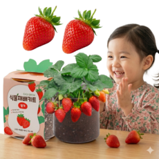비벨르 식물재배키트 세트 미니텃밭, 딸기