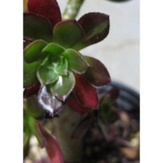 흑법사 (머리 3개이상 묵은둥이 외목대) 지름 9cm 소품 다육화분 텃밭 재배 식물 키우기 옥상, 1개, 단품